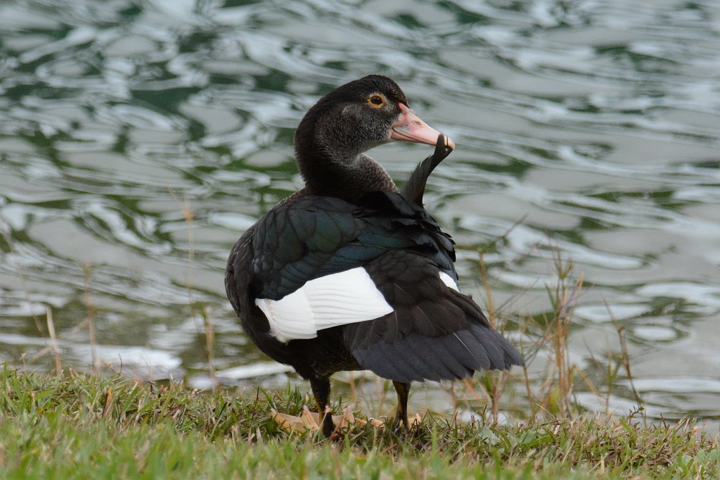 Duck, Muscovy, 2015-01120031 Homestead, FL.JPG - Muscovy (Domestic) Ducks. Homestead City Library, FL, 1-12-2015